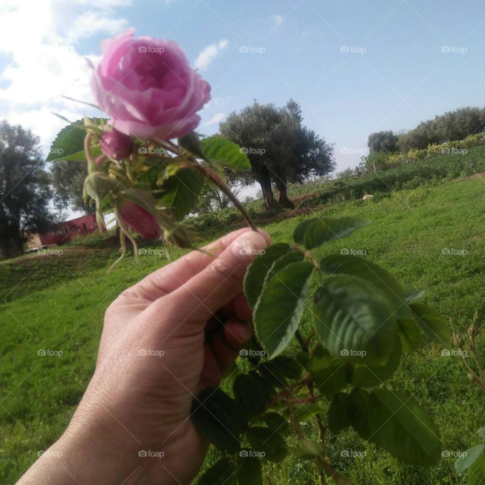 i m holding beautiful flower.