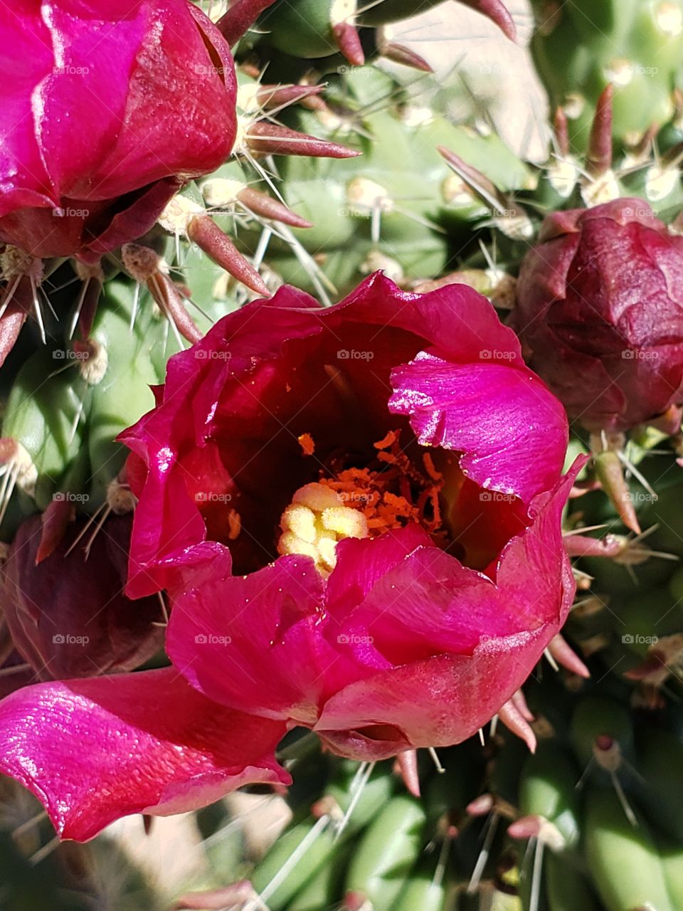 Cholla bloom