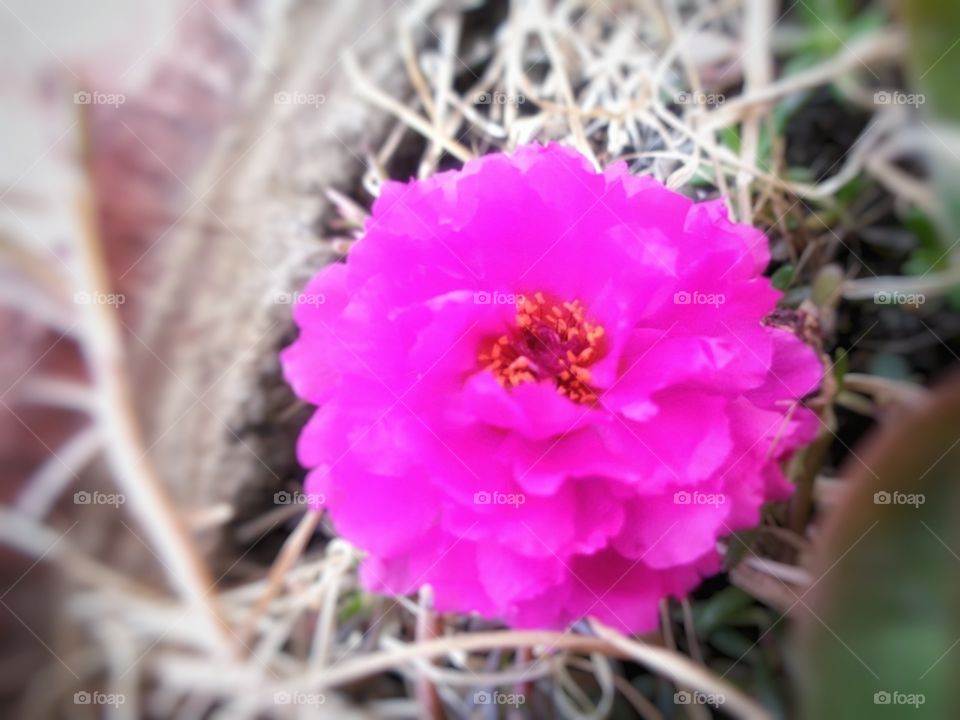 "Every flower bloom in its own time"