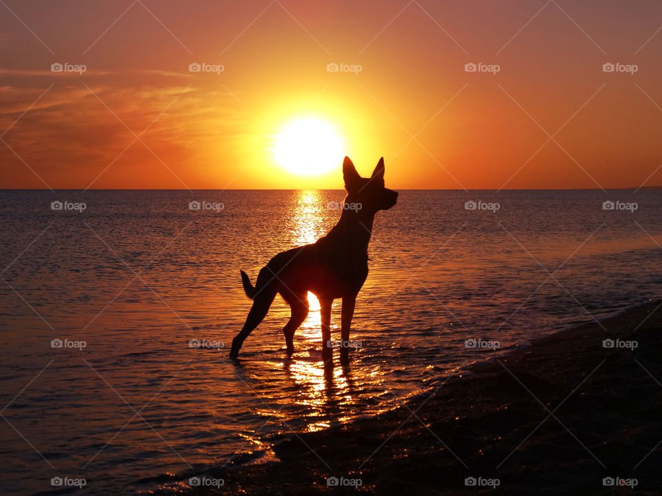 Sunset Dog