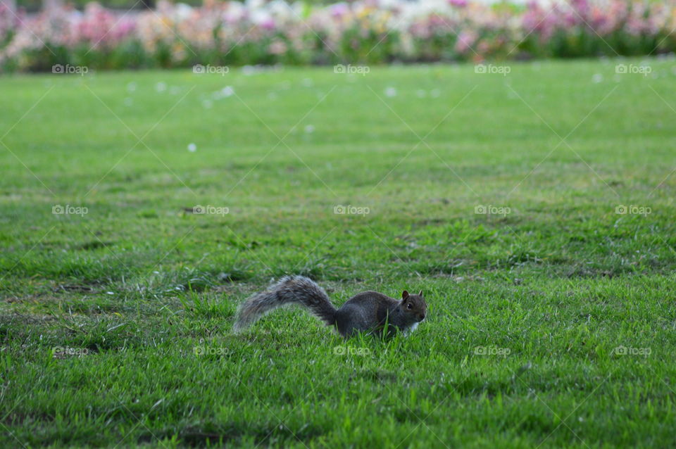 squirrel