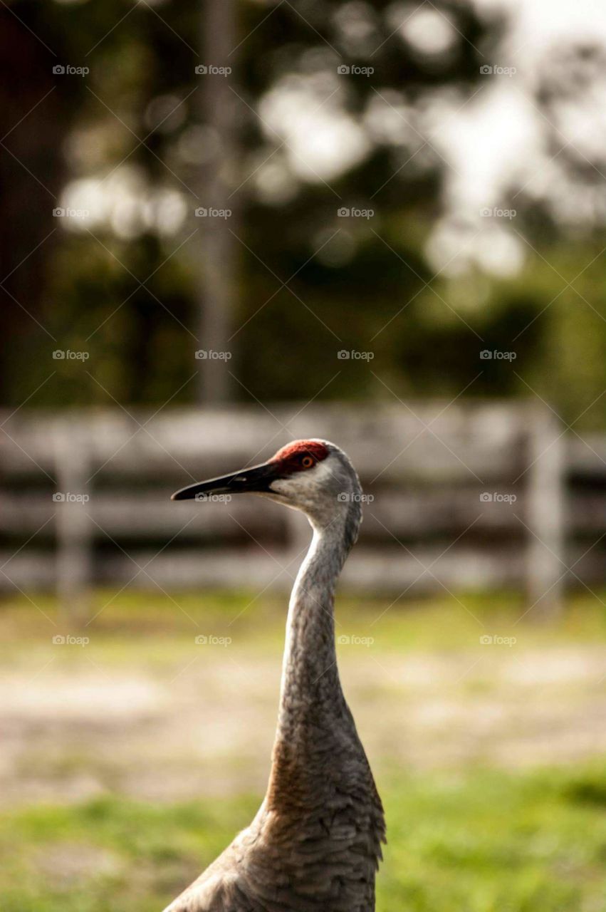 sandhill crane
