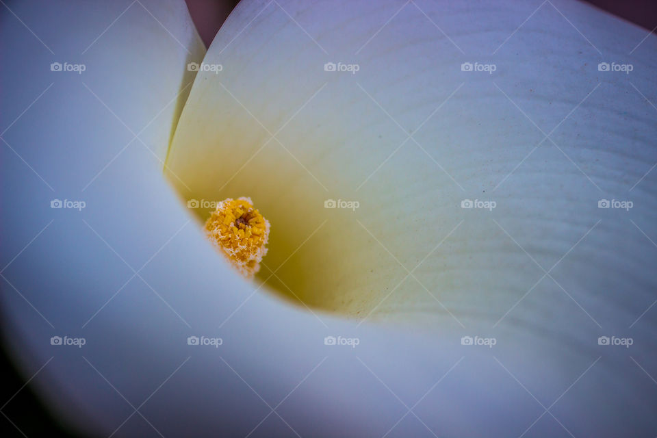 calla lilly in the garden