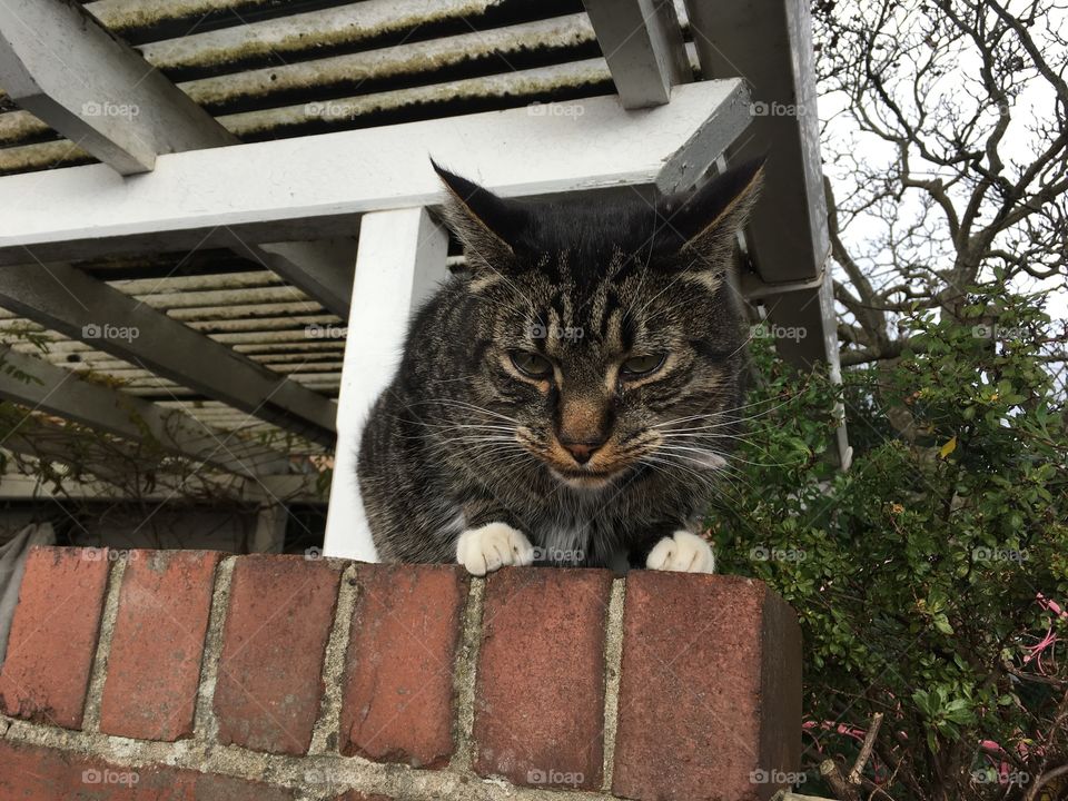 A cat that just wants lots of love and attention.