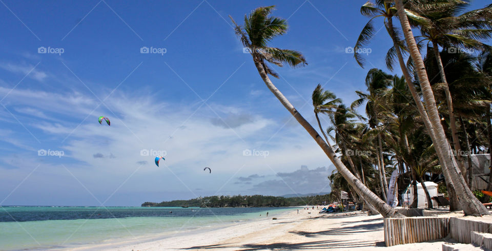 beach sky blue palm by shotmaker