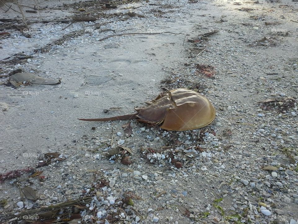 Horseshoe Crab