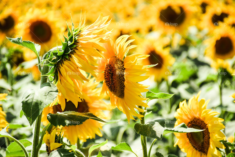 Sunflowers Plantation Blooming Field
