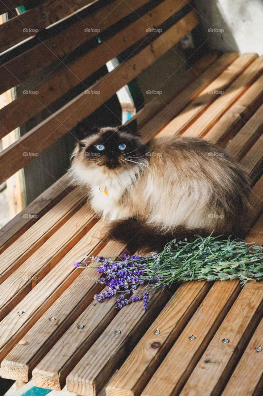 cat and lavender