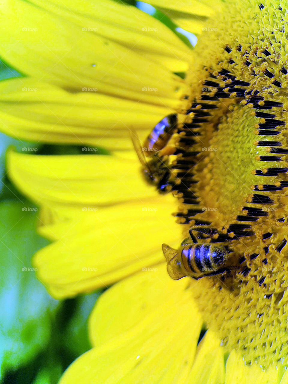 bees on flower pollen