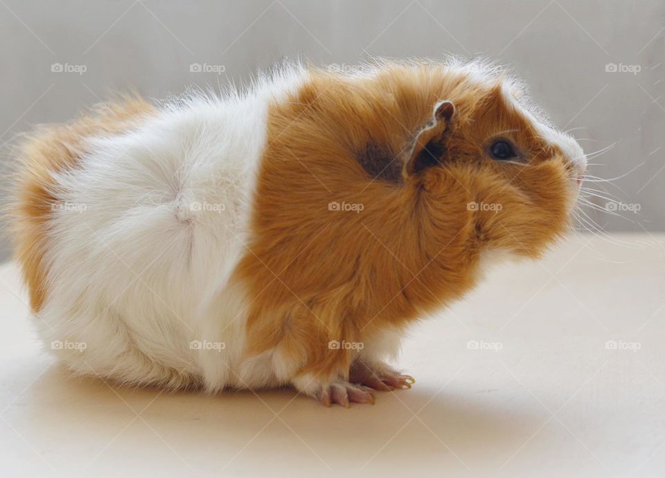 guinea pig beautiful portrait home