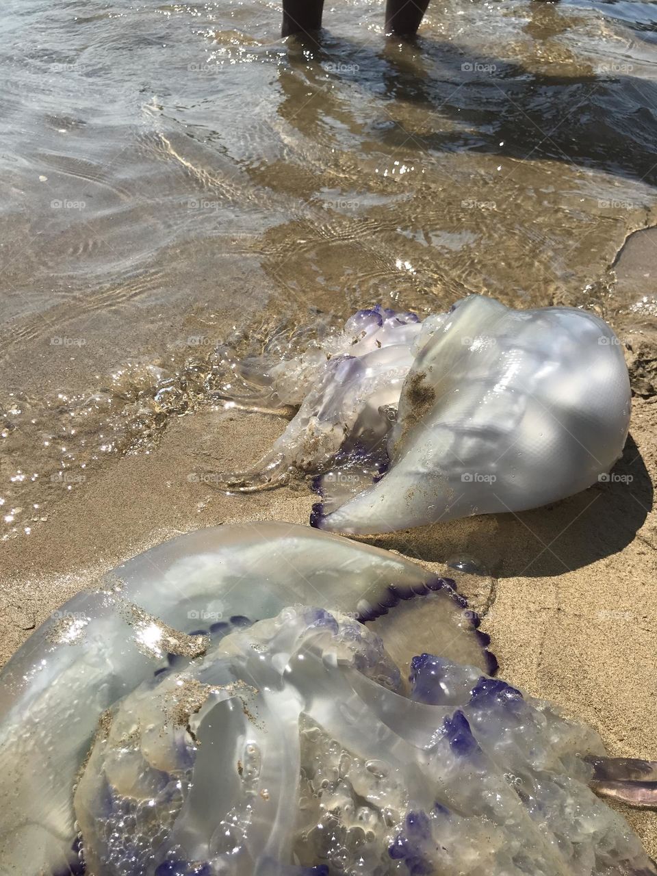 a large sea jellyfish on the coast of peace