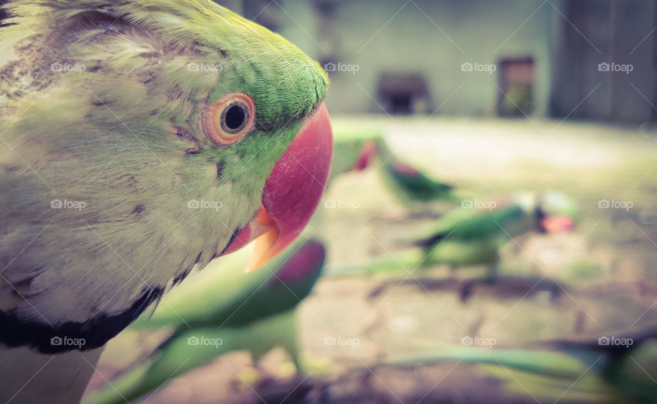 parrot