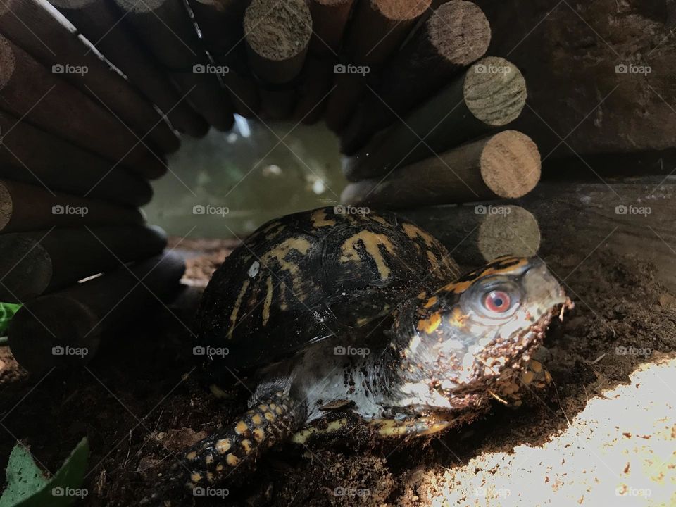 Spotted turtle pet