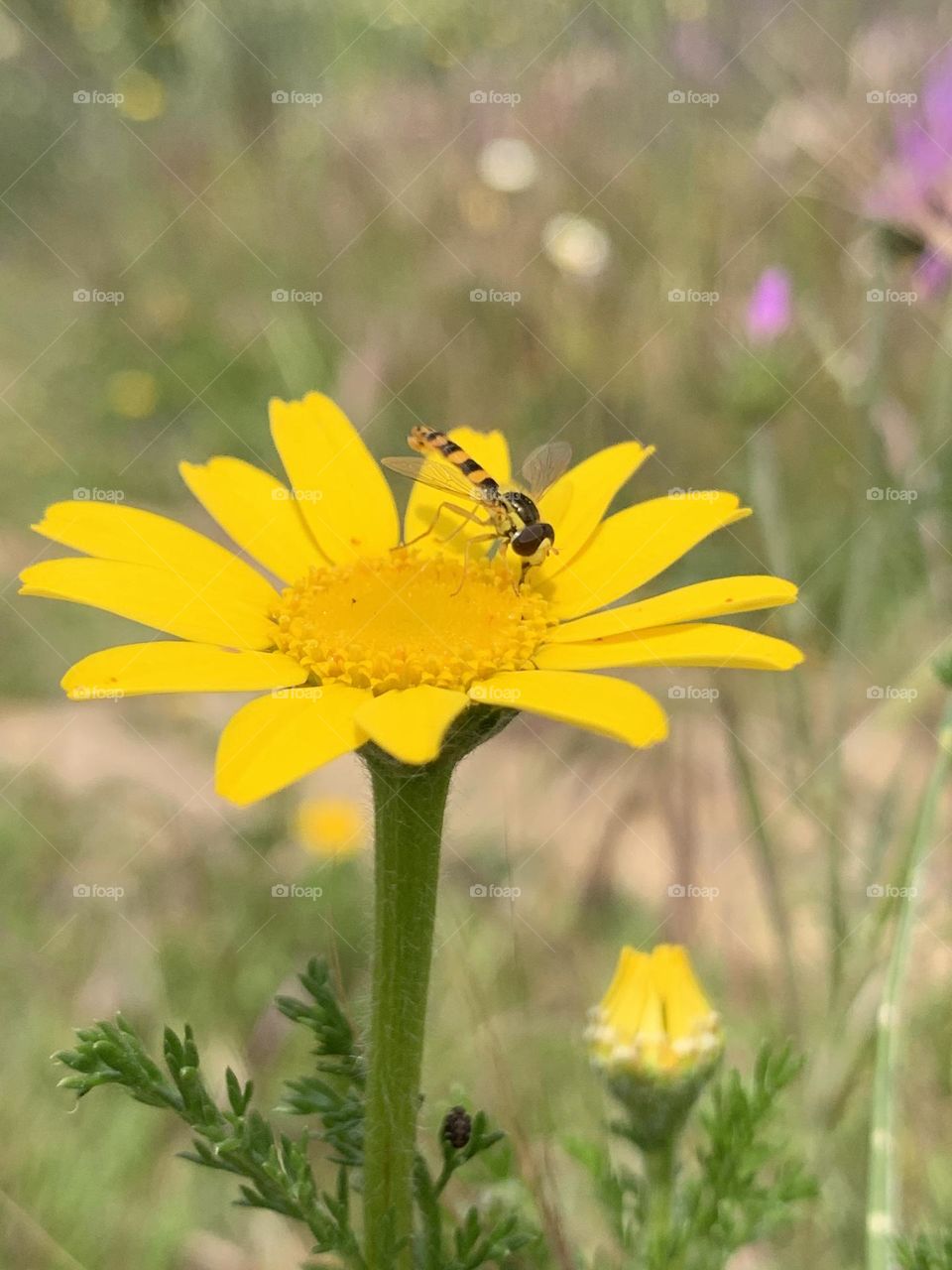 Bug on a flower