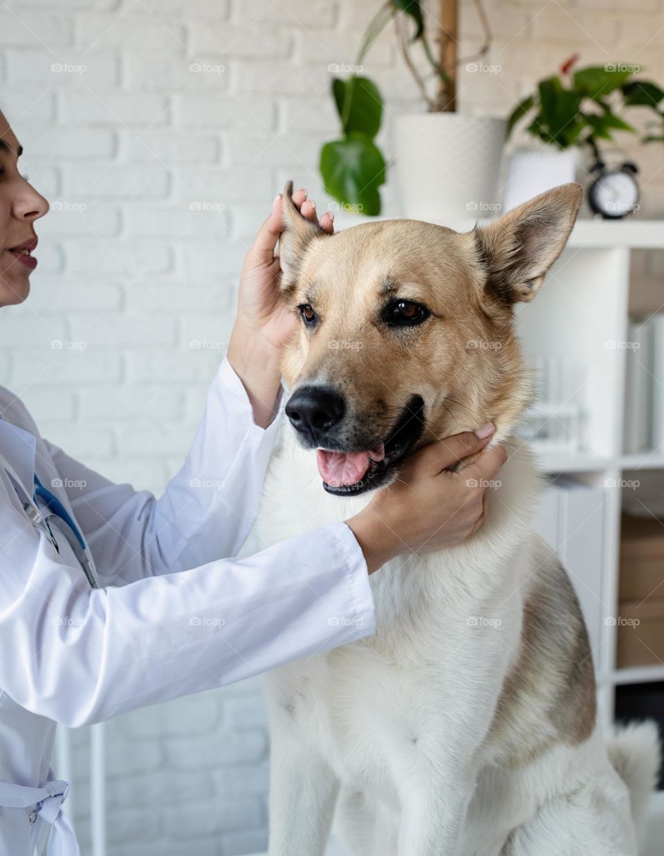 vet with dog