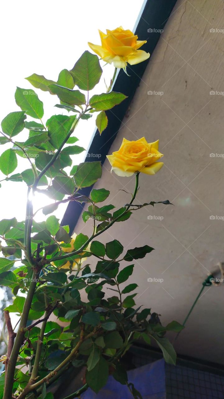 It's awesome to see a beautiful flower in the morning. Gives us freshness and confidence to move on.