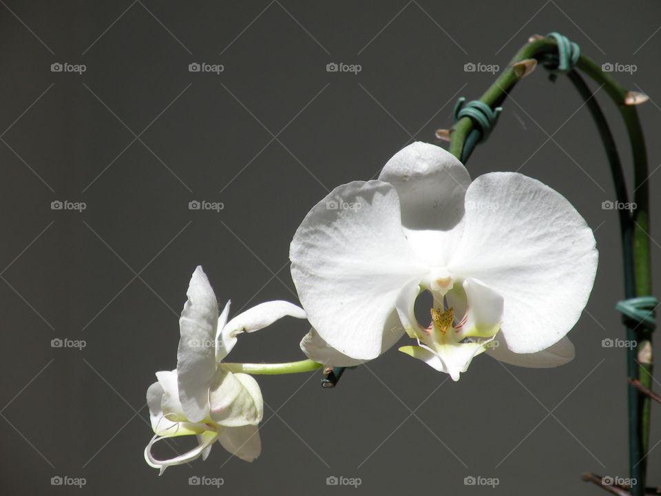 White Ochidea