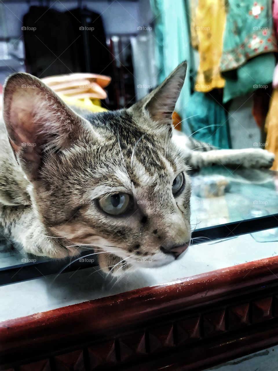 A stray cat in a local shop