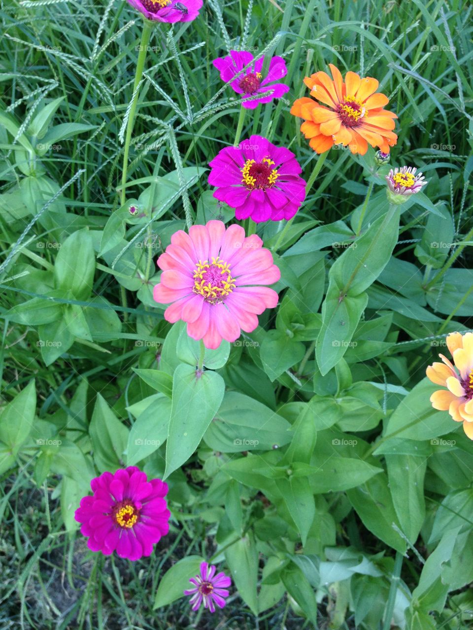 Bright colored flowers 