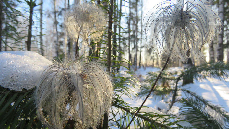 in the winter forest in the Urals in Russia ,trees