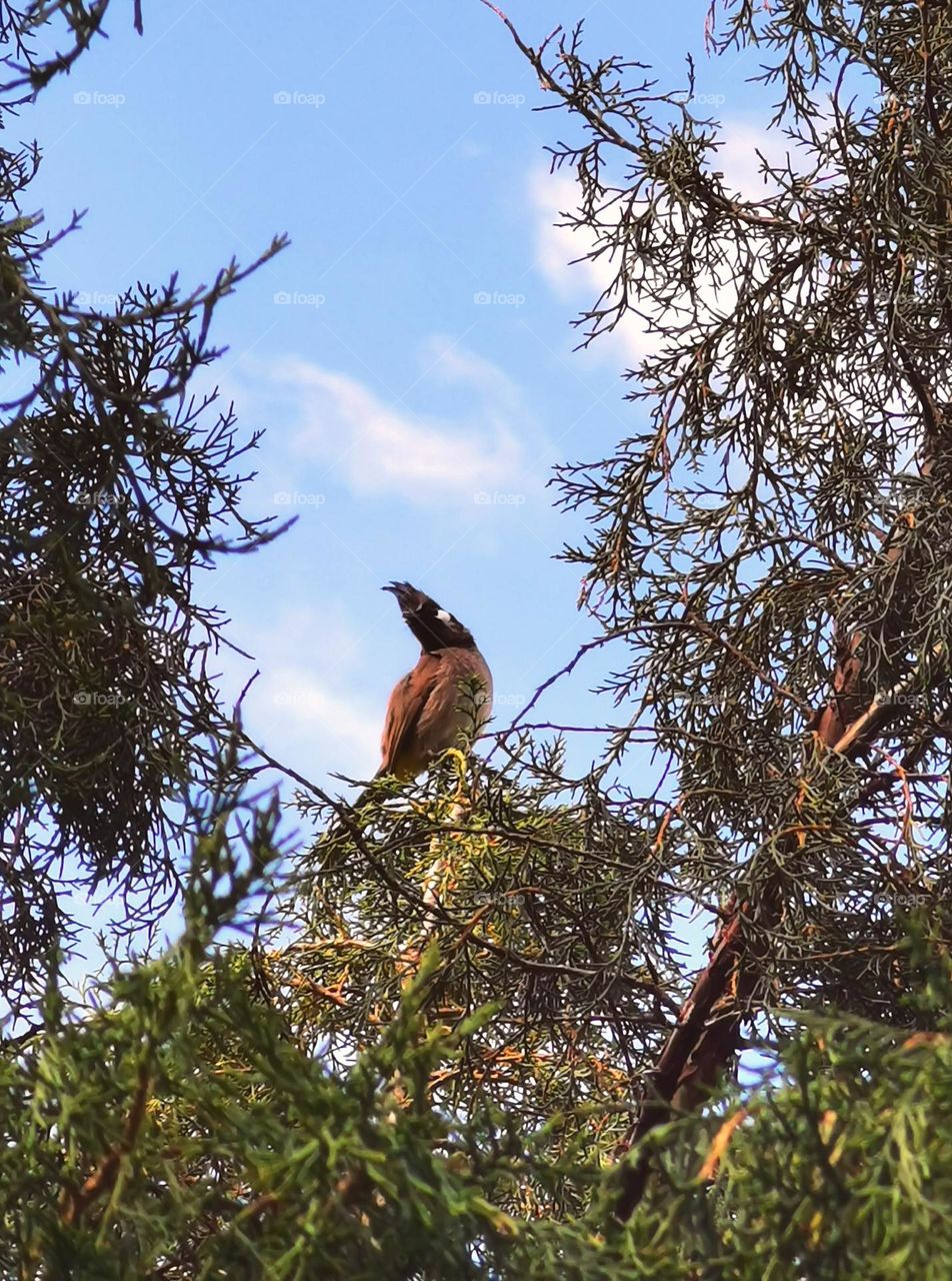 Bird sitting on incense tree