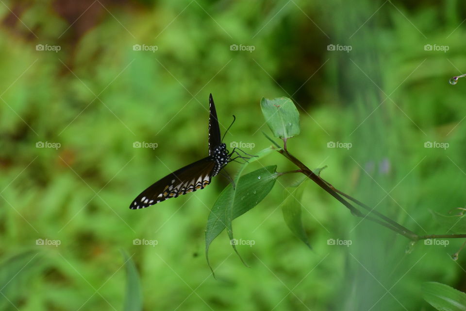 Butterflies are those creatures go through several transformation