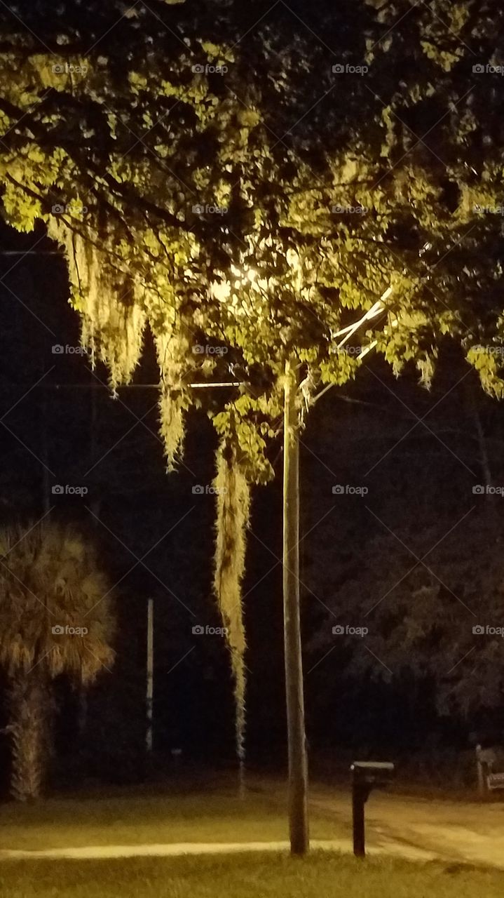 Spanish moss