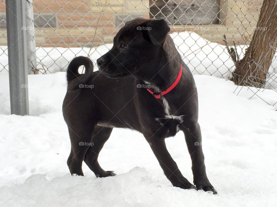 Black puppy in the snow. A black puppy standing in front of a chain link fence in the snow