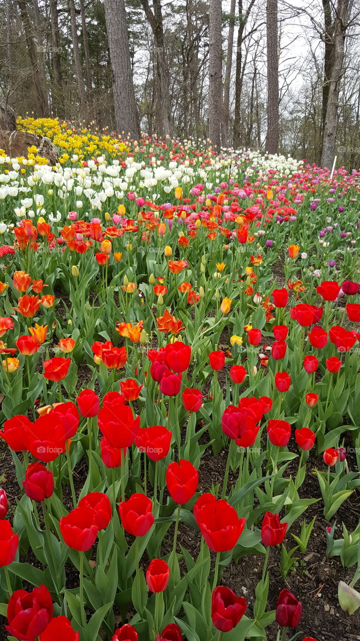 Flower, Tulip, Nature, Flora, Garden
