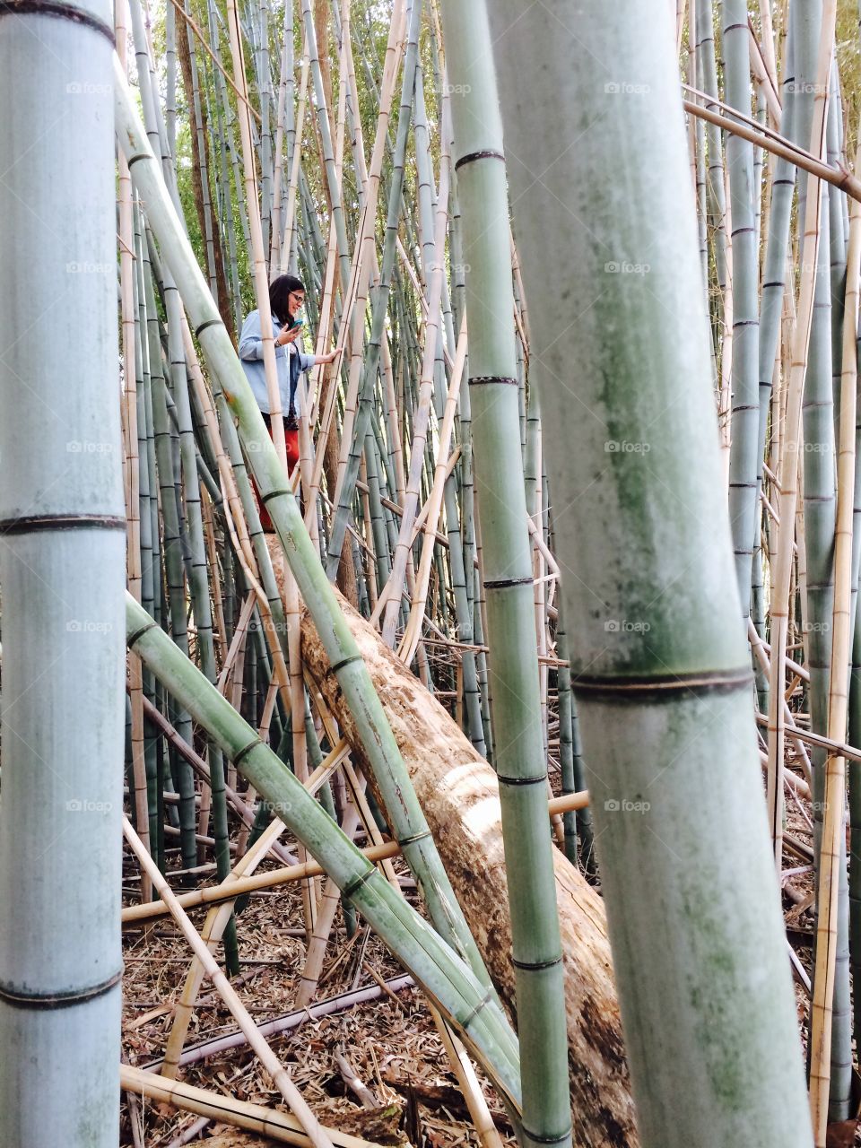 Bamboo forest