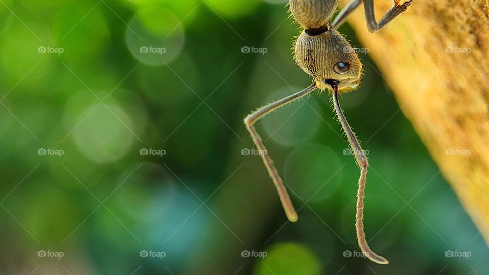 Ant on a tree