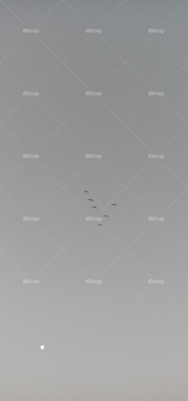 🌙 moon with y shape traveling birds