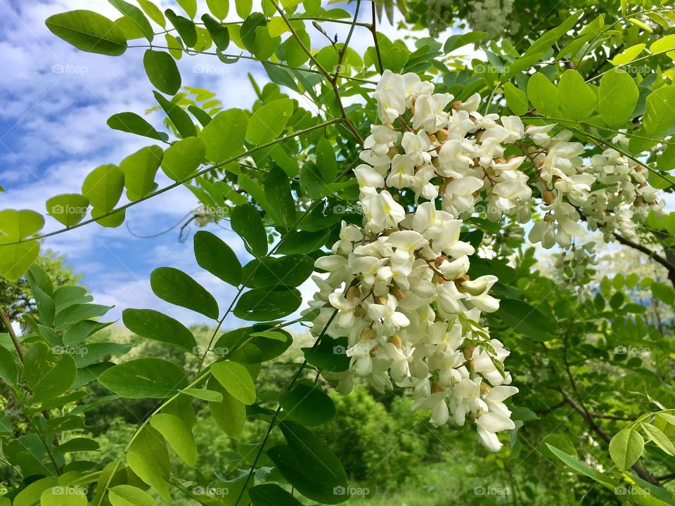 Explosion of locuste flowers in a contest of forest and sky