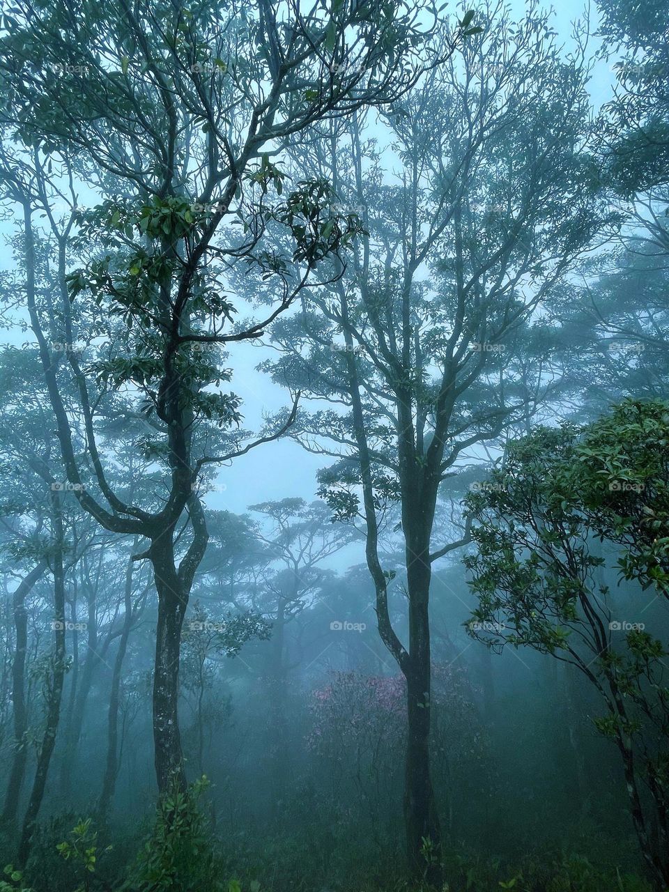 fog and forest