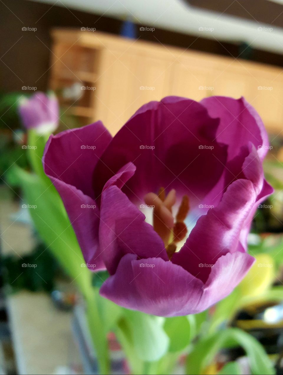 Beautiful macro shots