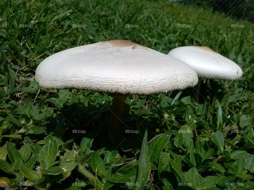 fungus 2