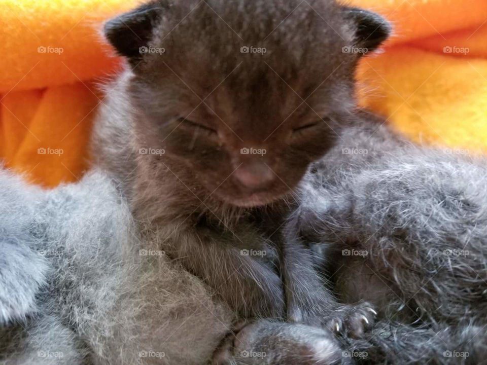 Foster kittens comfots himself by kneading litter mates.