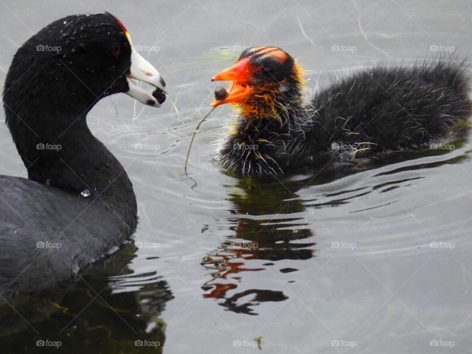 American Coot