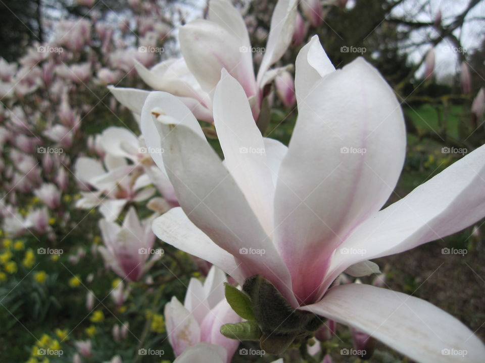 Flower, Nature, Leaf, Magnolia, Flora