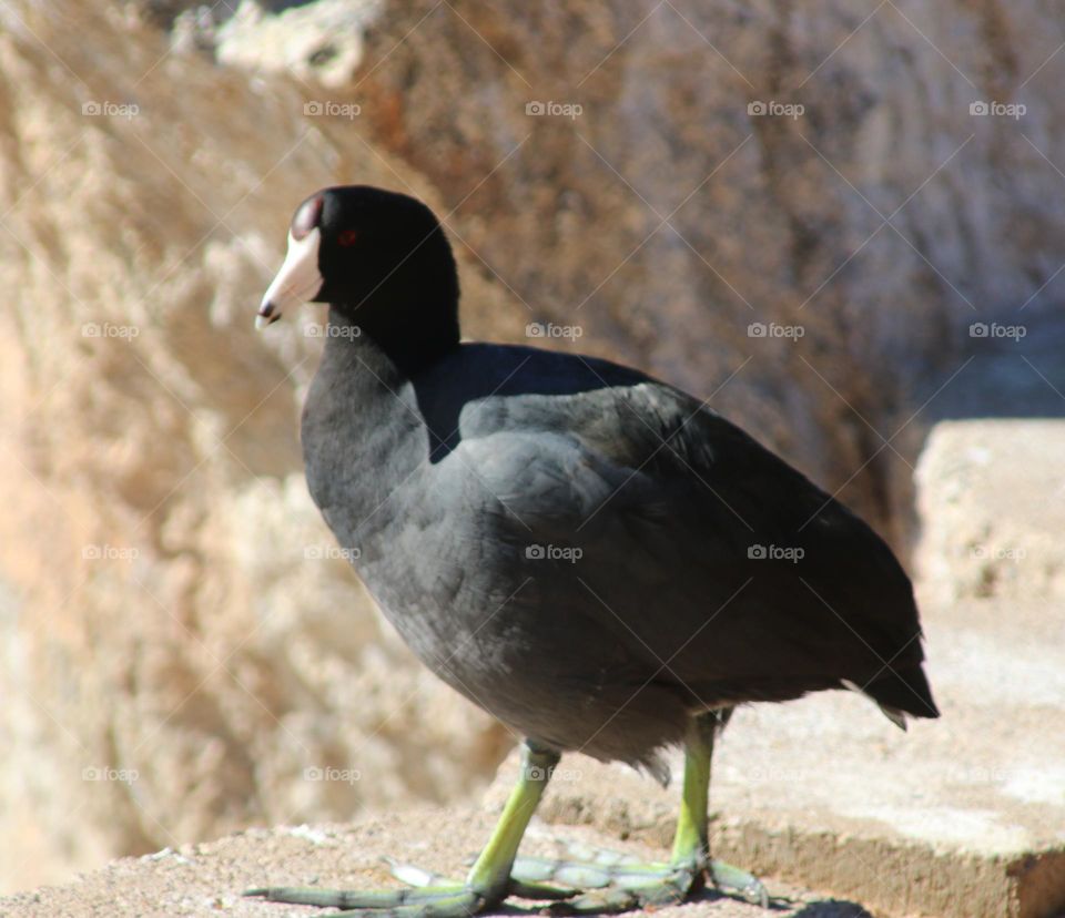 American Coot in Arizona