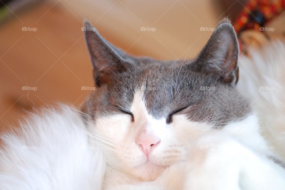 Closeup cat