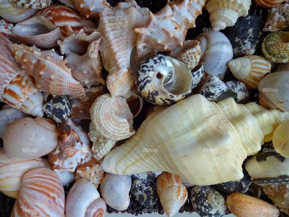 Full frame shot conch shells
