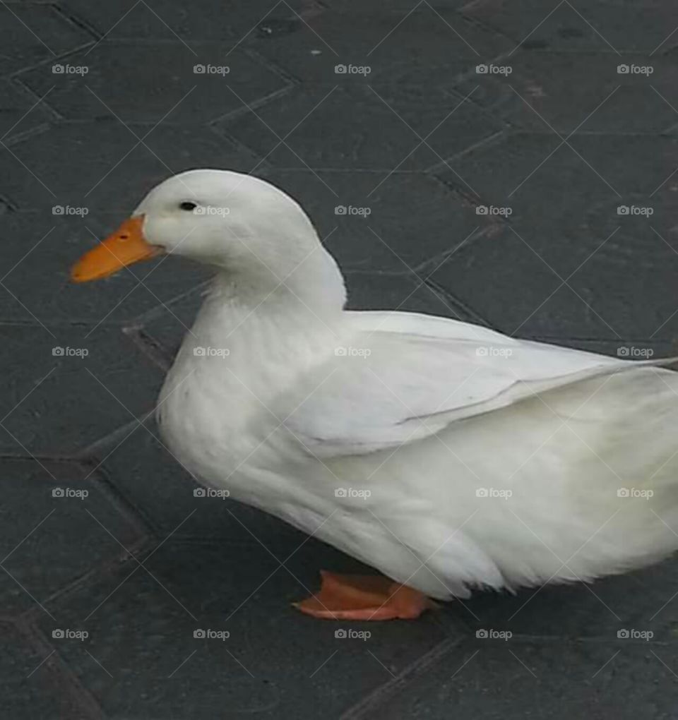 Cute white goose