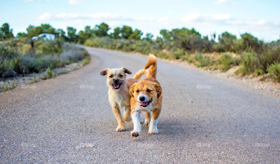 Two small stray dogs abandoned lonely on the road