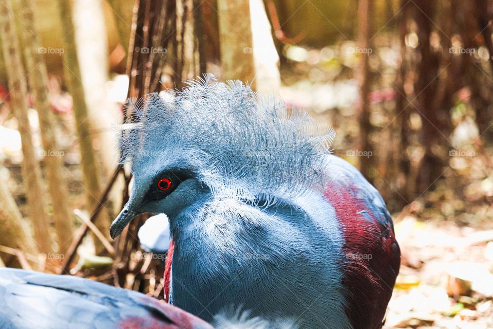 tropical bird with red eyes