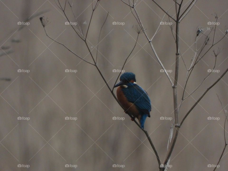 A kingfisher at the beck
