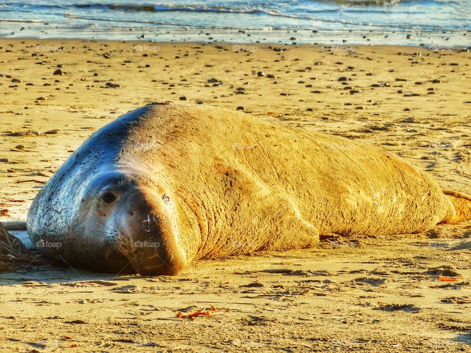 Sea Lion At Sunset. Sea Lion On The Beach During Golden Hour
