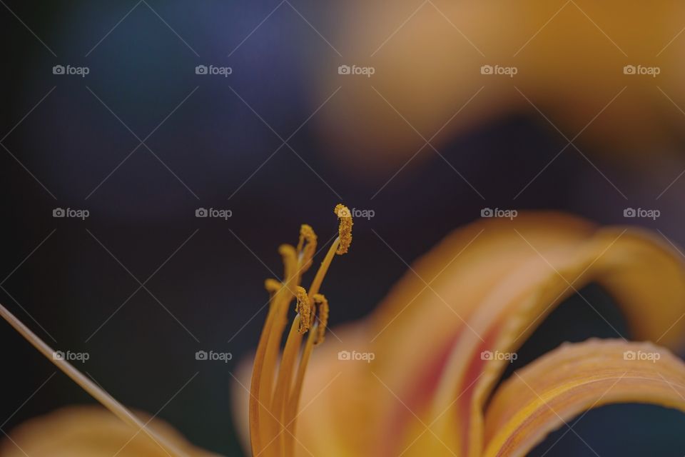 Close-up of orange tiger lily blooming outdoors