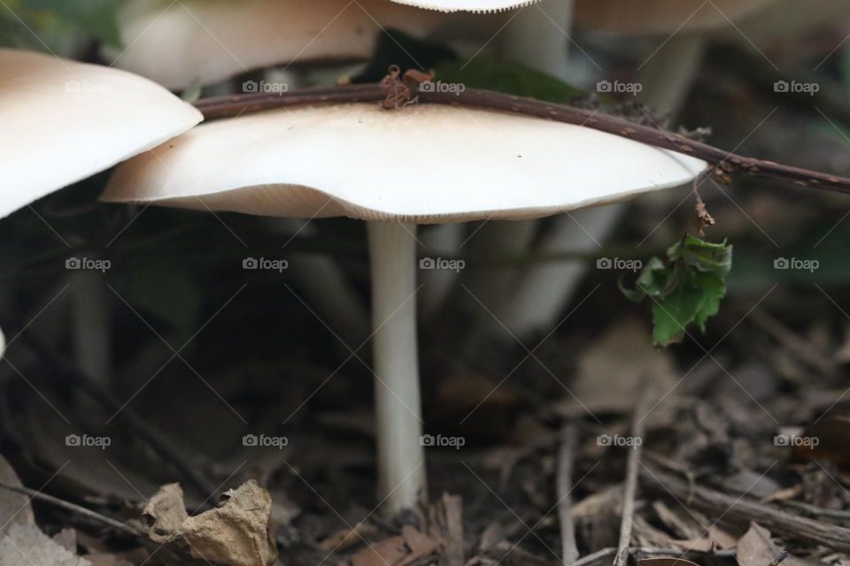 mushroom