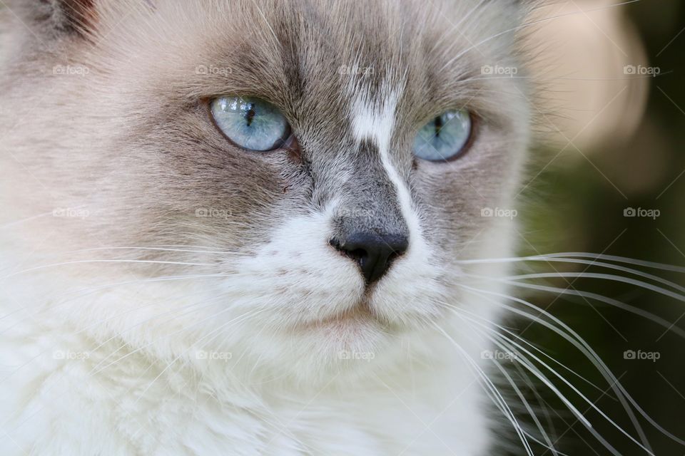 Staring blue eyed ragdoll tabby cat headshot, closeup 